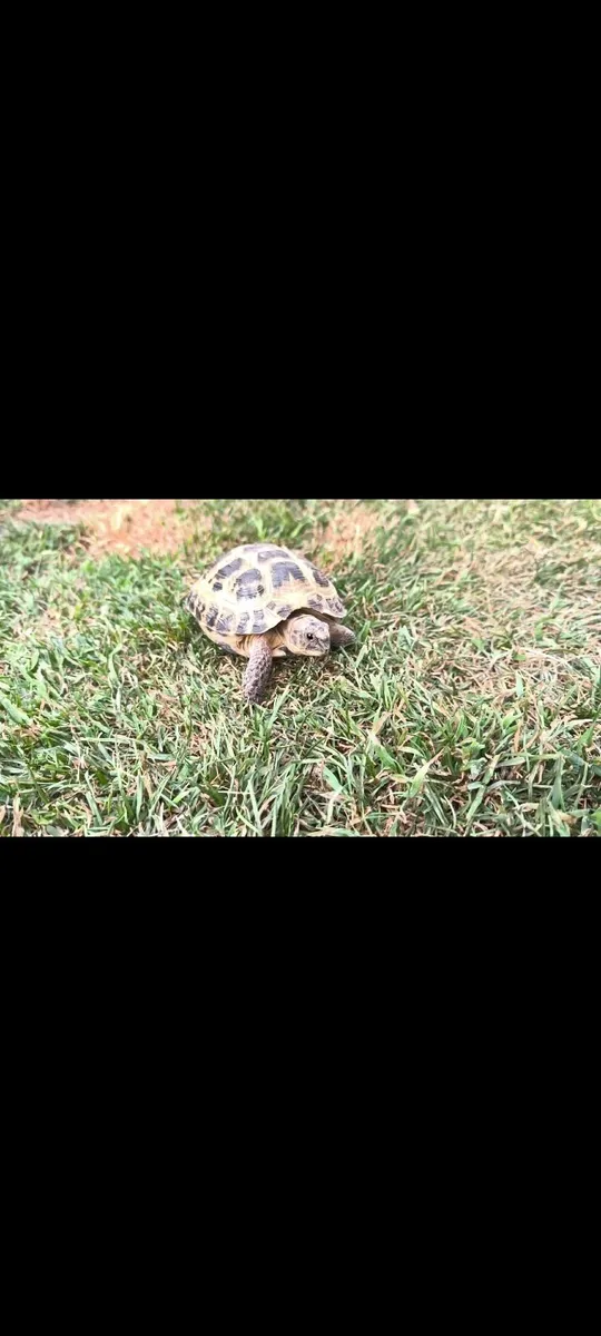 Hermann's tortoise 🐢and brand new tortoise table - Image 3