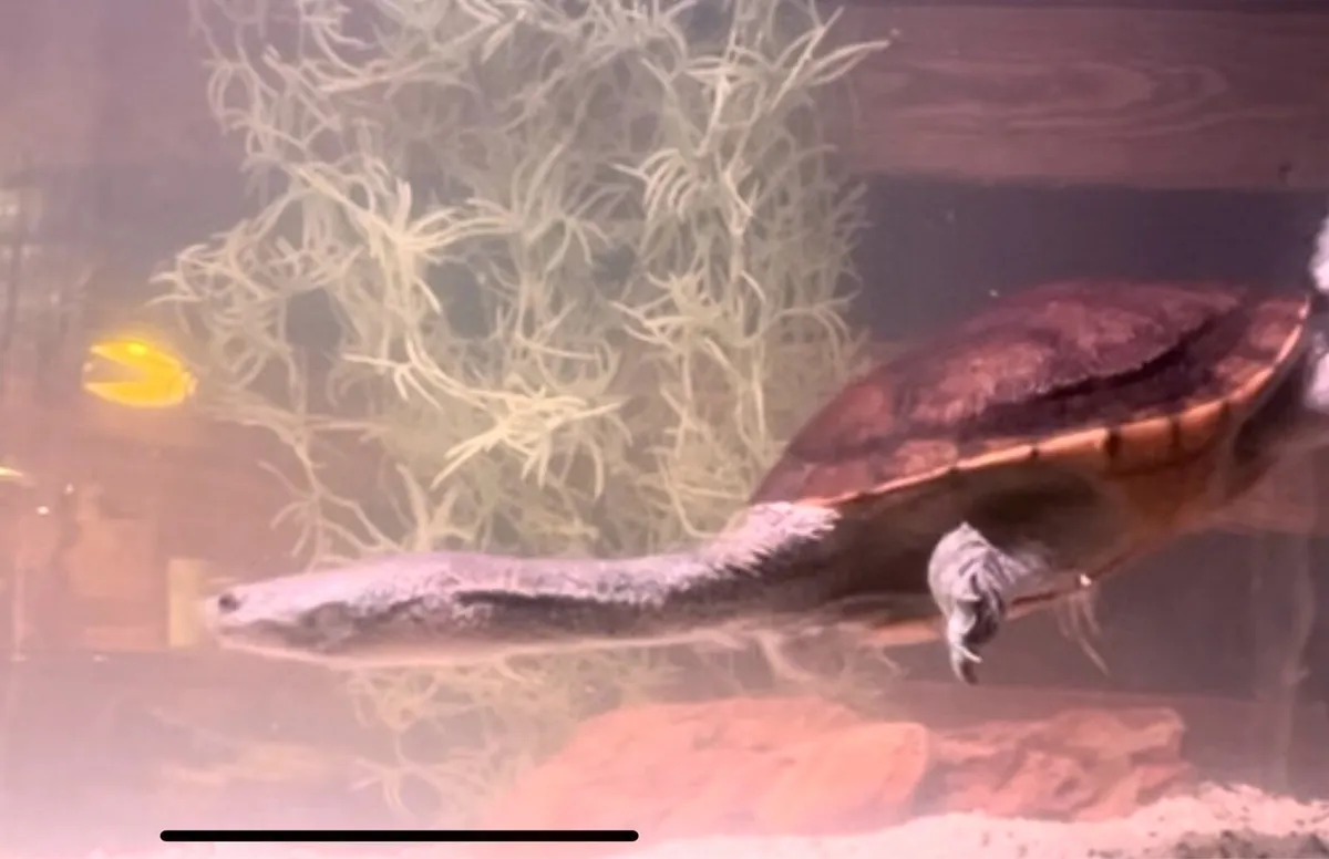 Australian snake neck turtle - Image 2