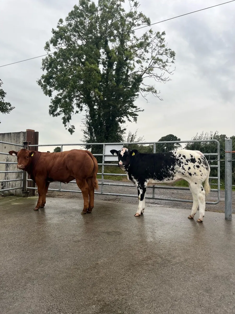 Top Quality Heifers for Ballinasloe Show and Sale - Image 2