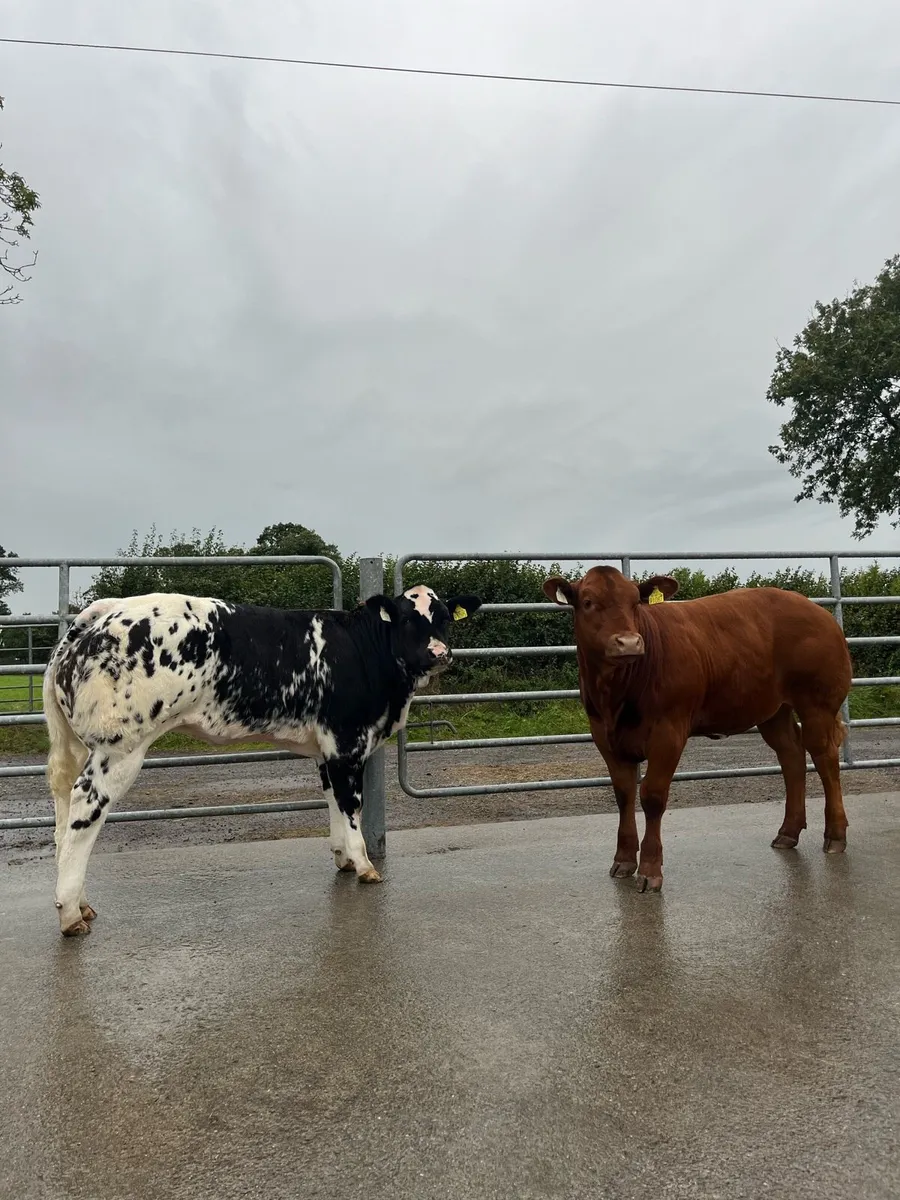Top Quality Heifers for Ballinasloe Show and Sale - Image 3