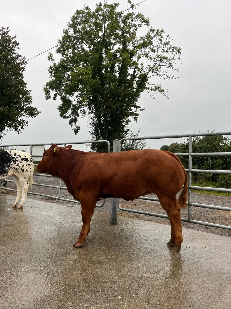 Top Quality Heifers for Ballinasloe Show and Sale - Image 4