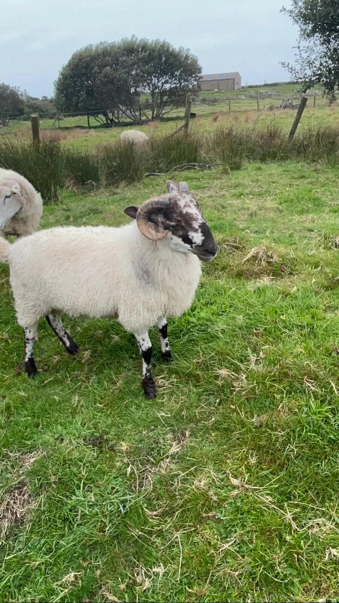 Sheep - Image 4