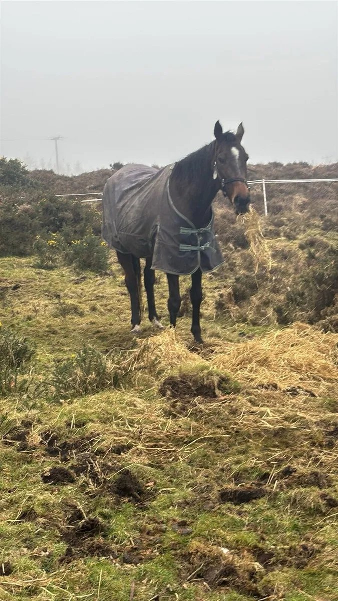 Throughbreed mare - Image 2