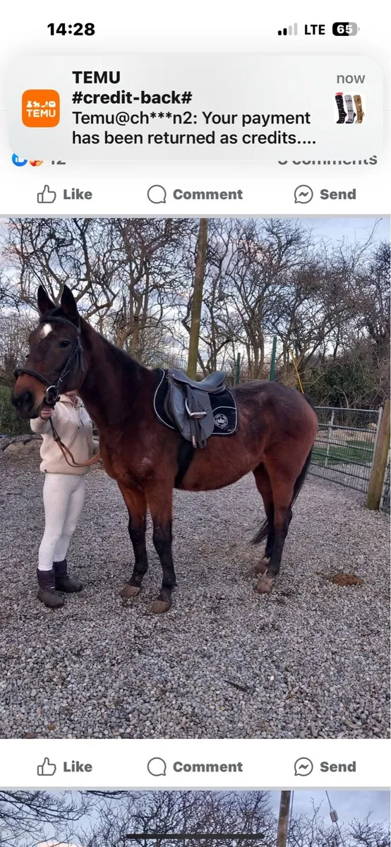 Throughbreed mare - Image 1
