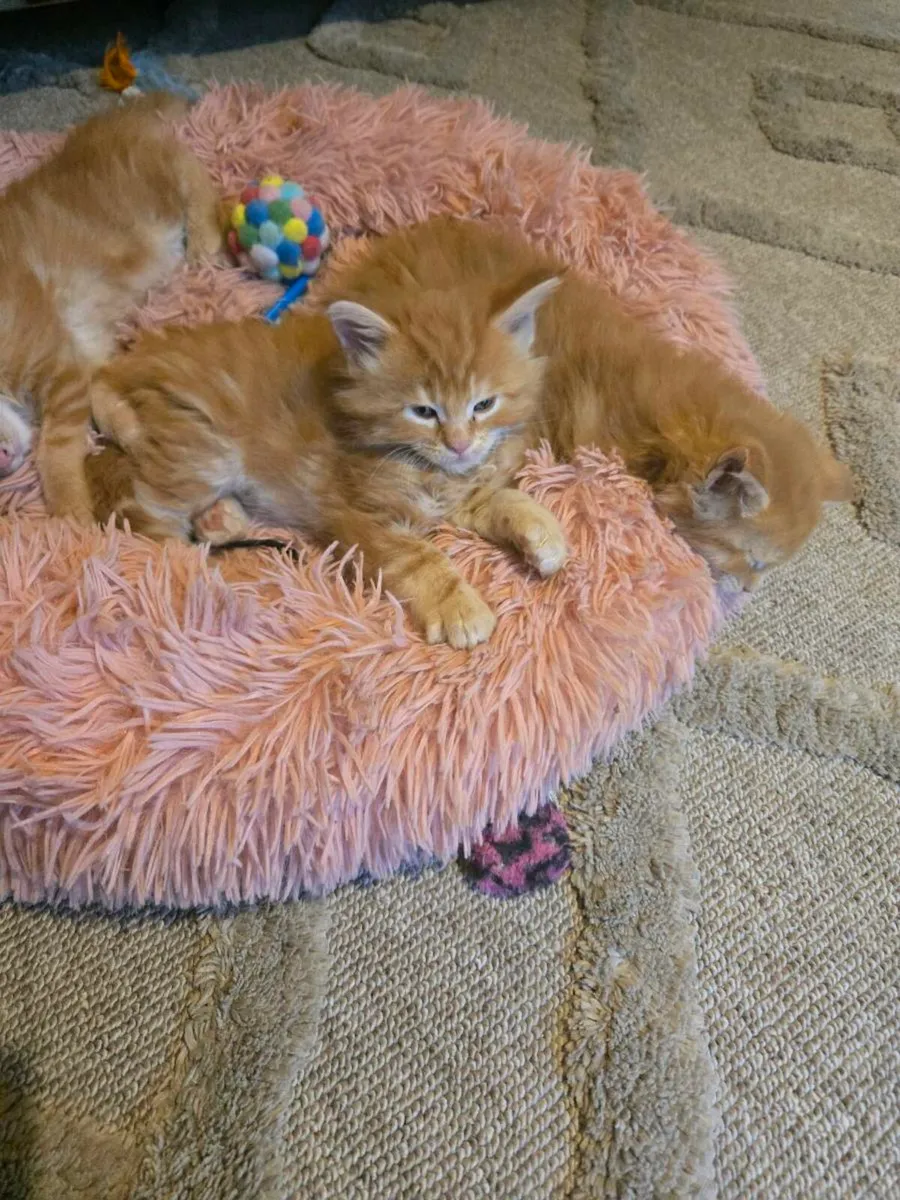 Rad Maine Coon kittens - Image 1