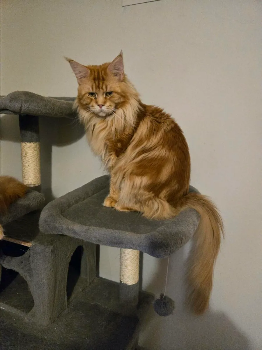 Rad Maine Coon kittens - Image 2