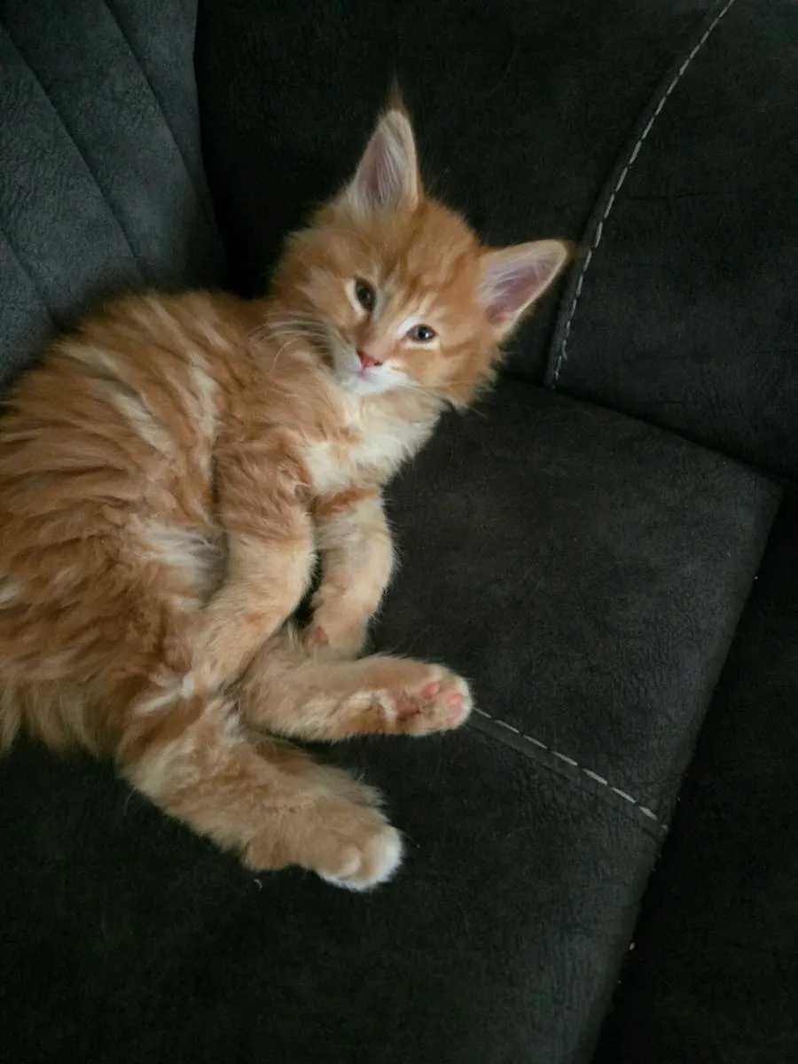 Rad Maine Coon kittens - Image 3