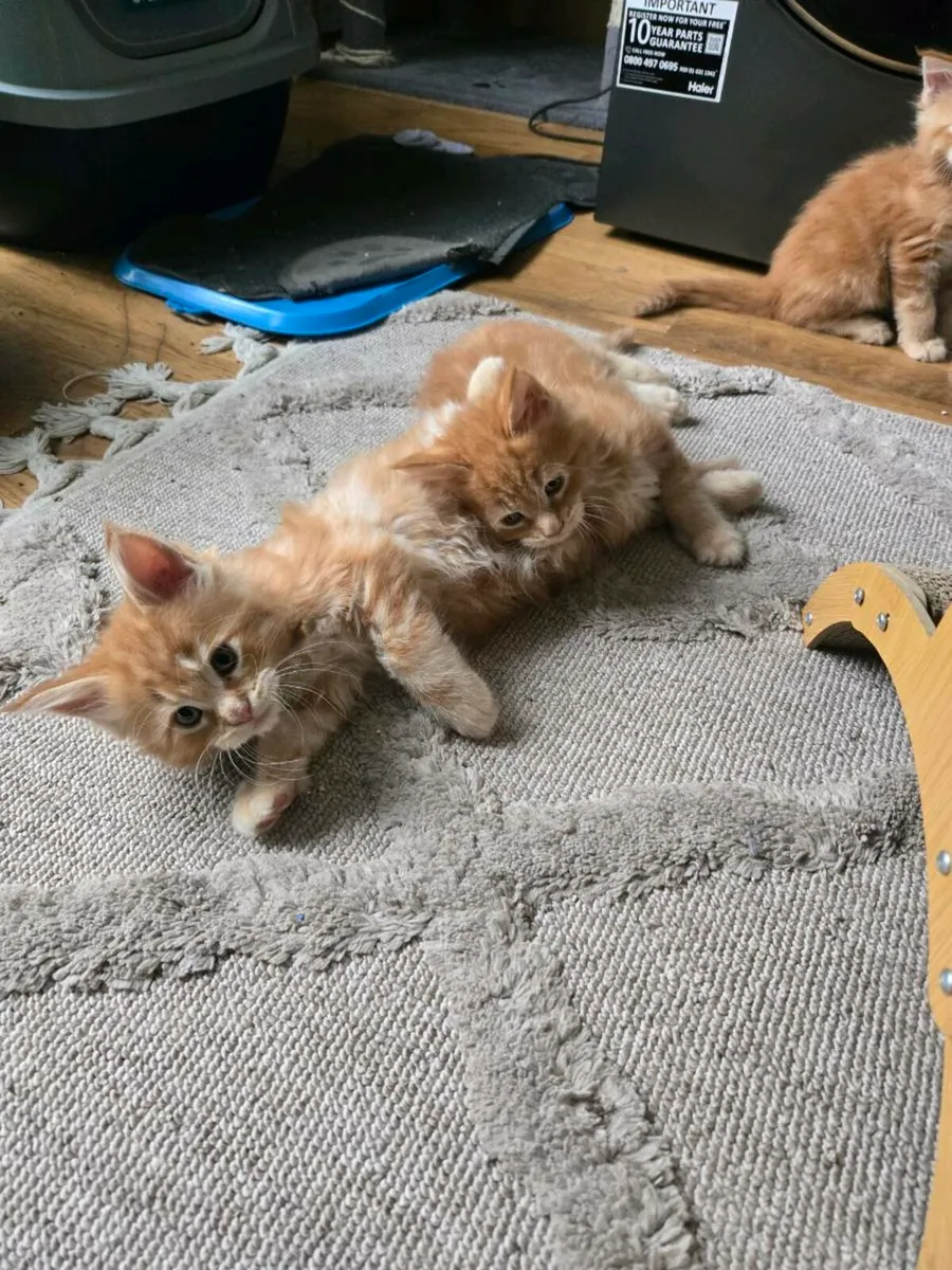 Rad Maine Coon kittens - Image 4
