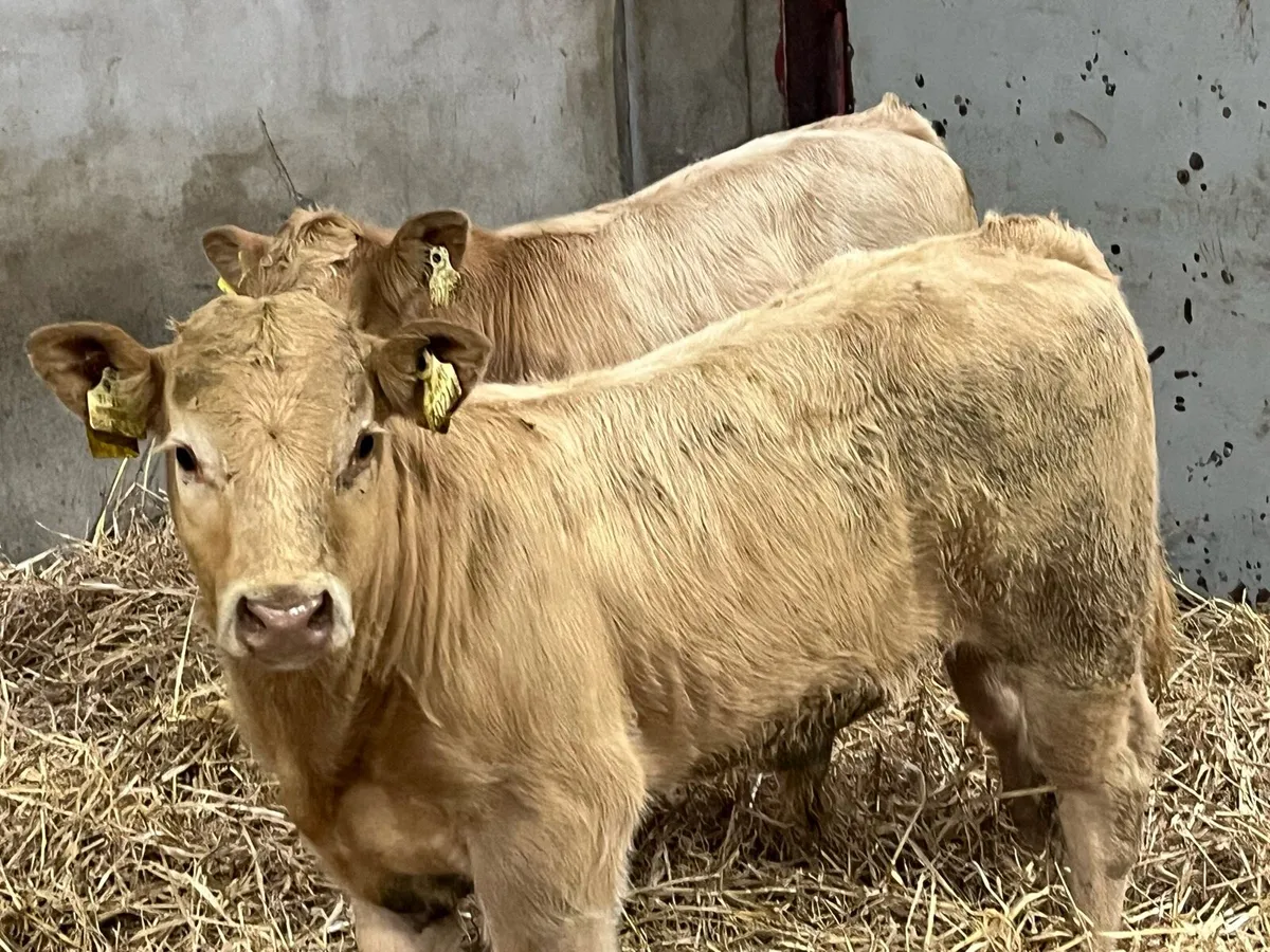 Super Golden Suckler Bred Bull Weanlings - Image 1
