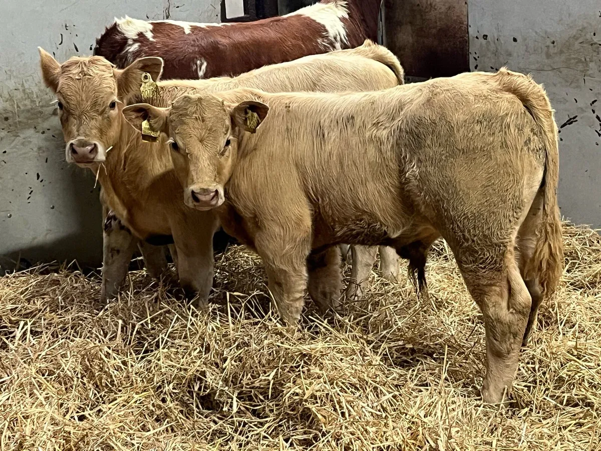 Super Golden Suckler Bred Bull Weanlings - Image 2
