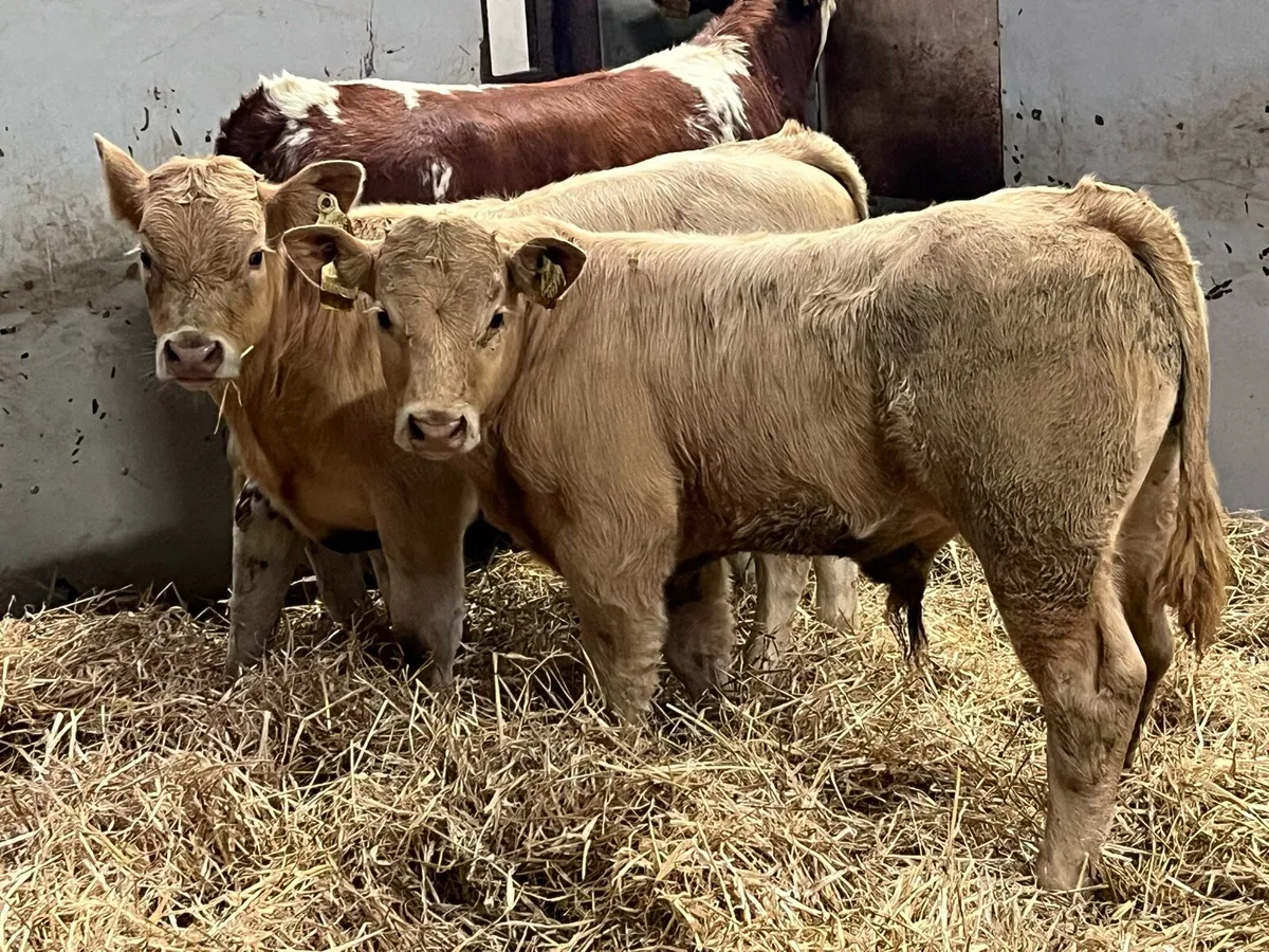 Super Golden Suckler Bred Bull Weanlings - Image 4