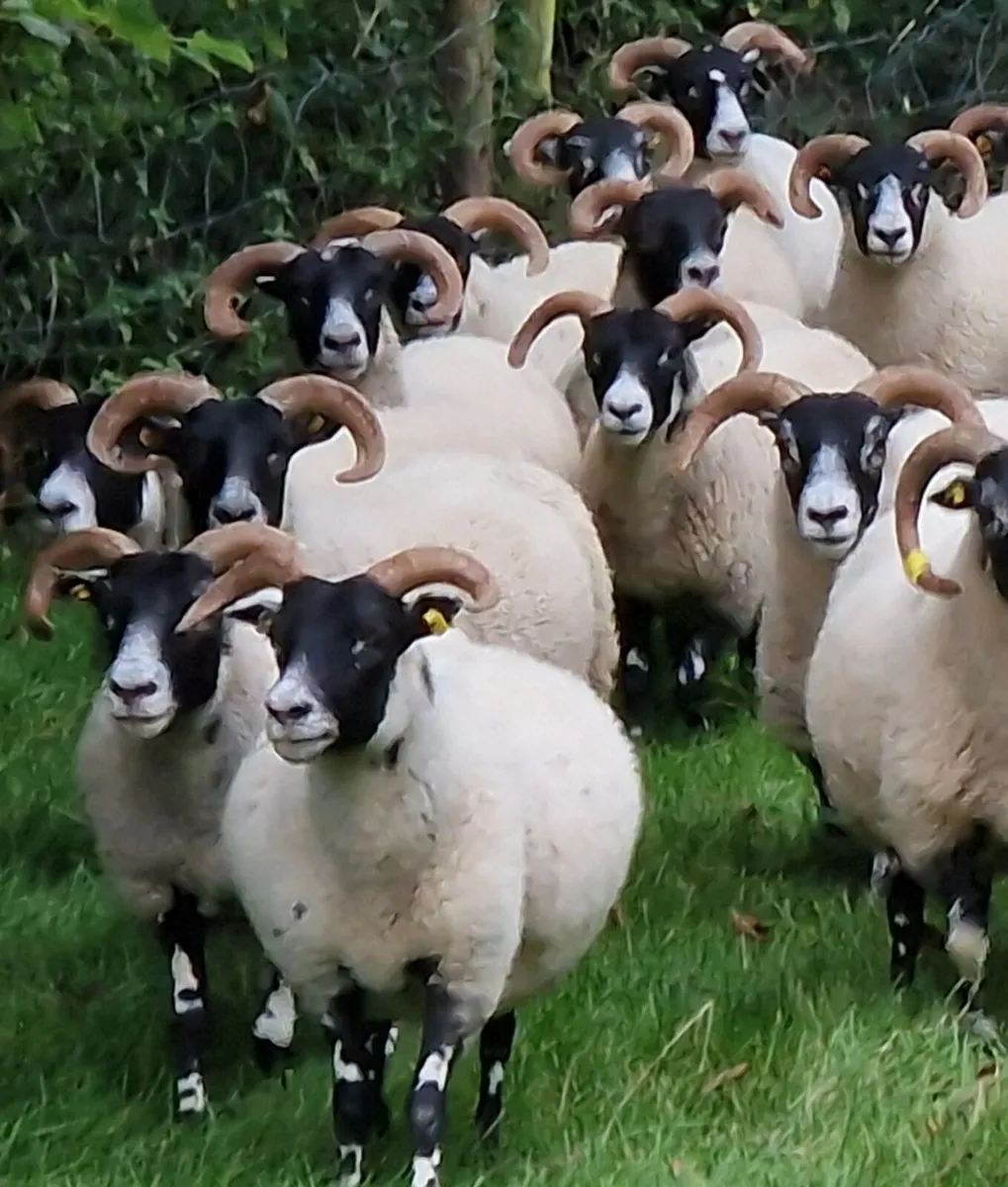 Want to Breed Good Mules? - Image 1