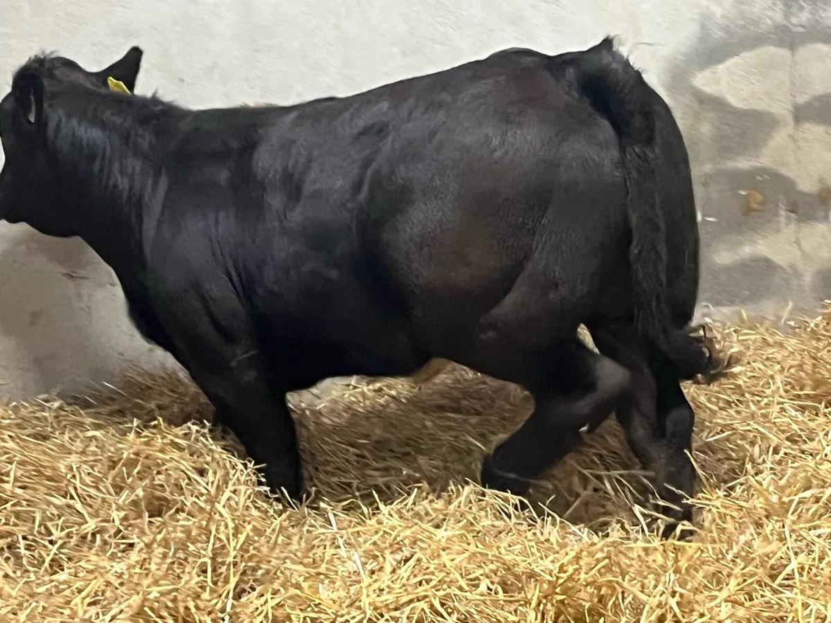 ⭐️ Super U + Black LIM Heifer Weanlings ⭐️ - Image 3