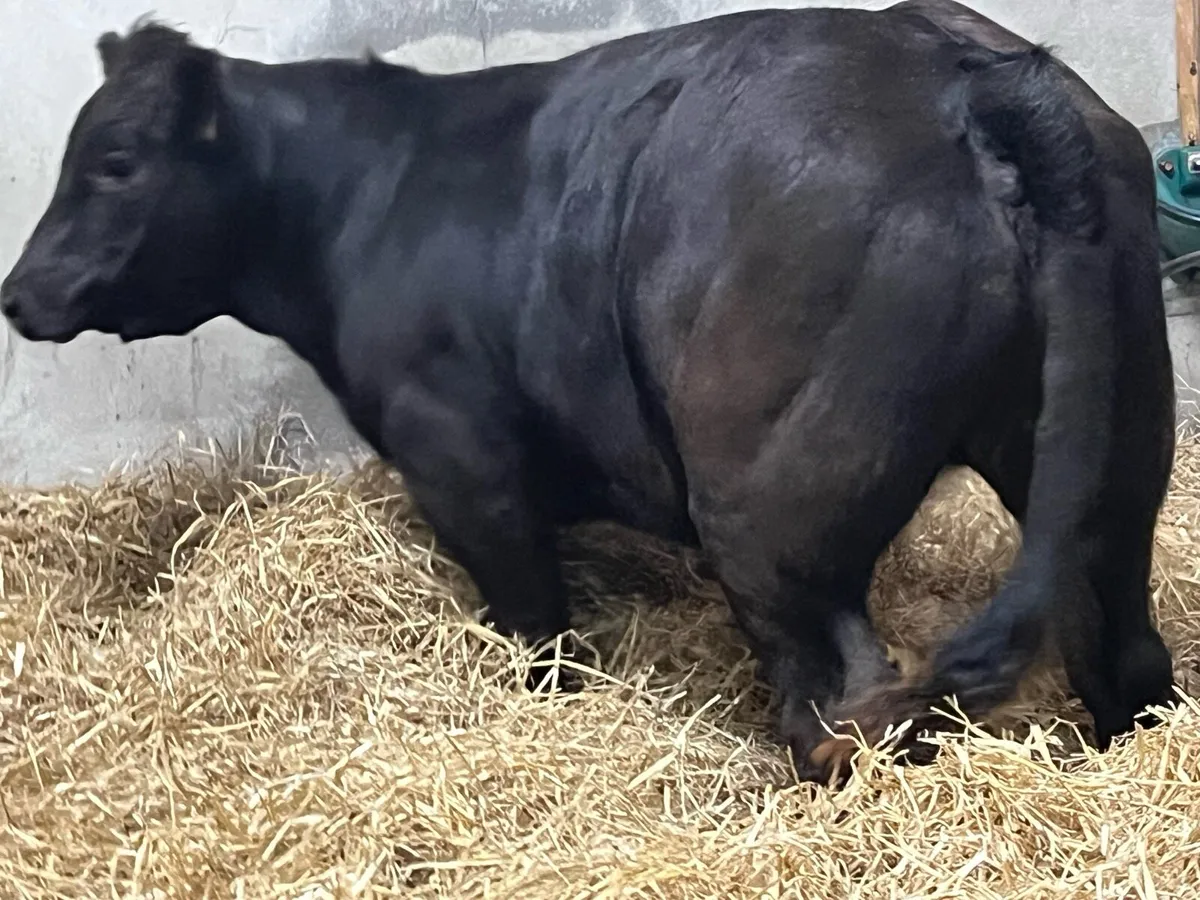 ⭐️ Super U + Black LIM Heifer Weanlings ⭐️ - Image 4