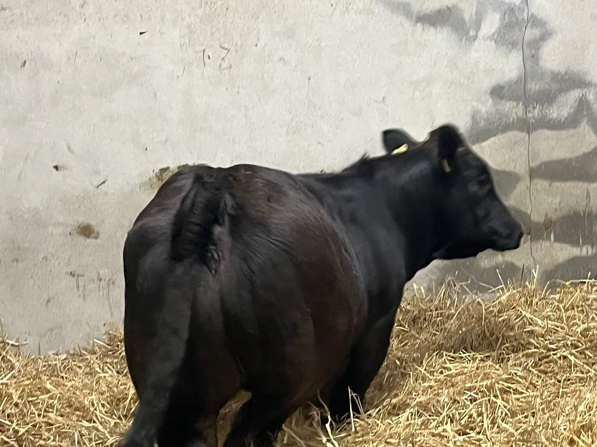 ⭐️ Super U + Black LIM Heifer Weanlings ⭐️ - Image 2