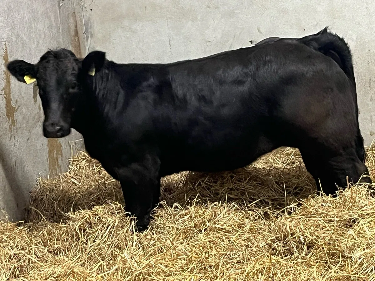 ⭐️ Super U + Black LIM Heifer Weanlings ⭐️ - Image 1