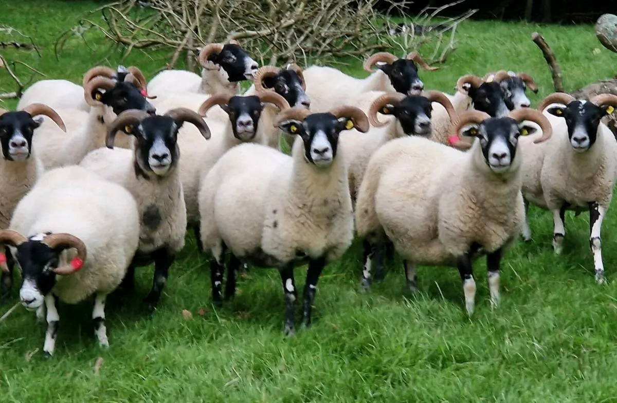 Want to Breed Good Mules? - Image 2
