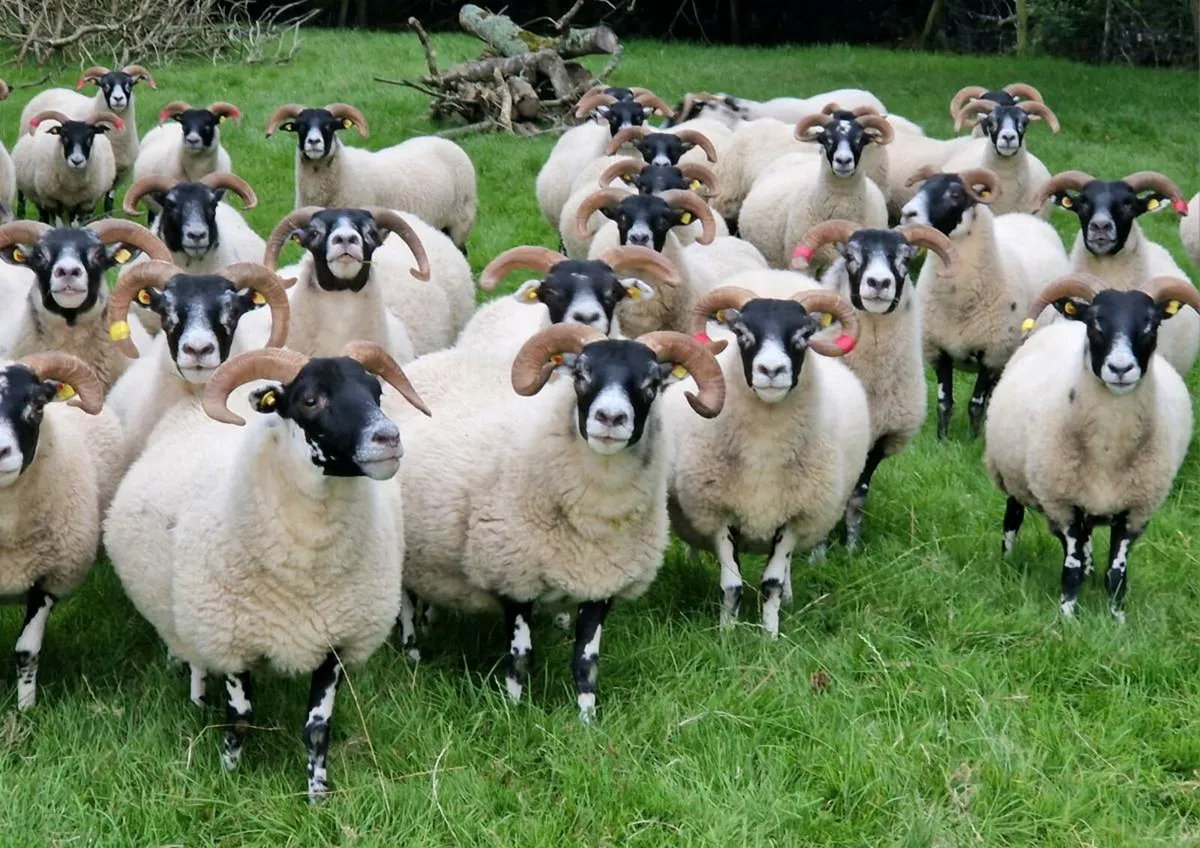 Want to Breed Good Mules? - Image 3