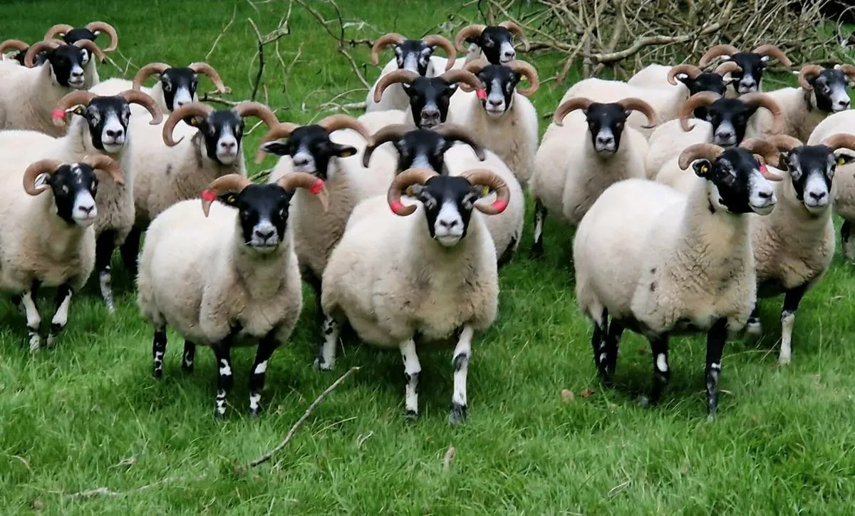 Want to Breed Good Mules? - Image 4