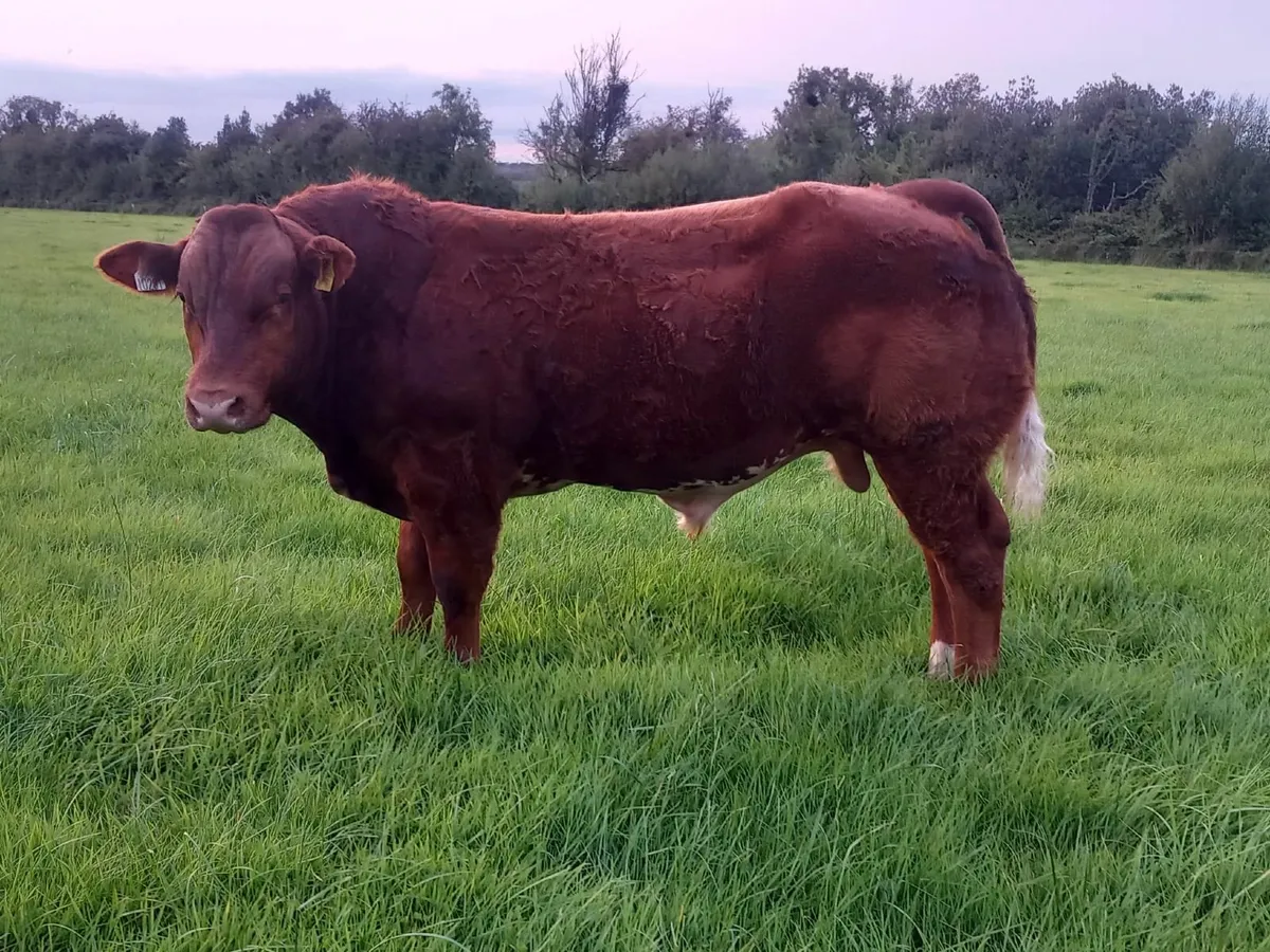 2 Show Bull Calfs at Roscommon Mart Tuesday 9th - Image 2