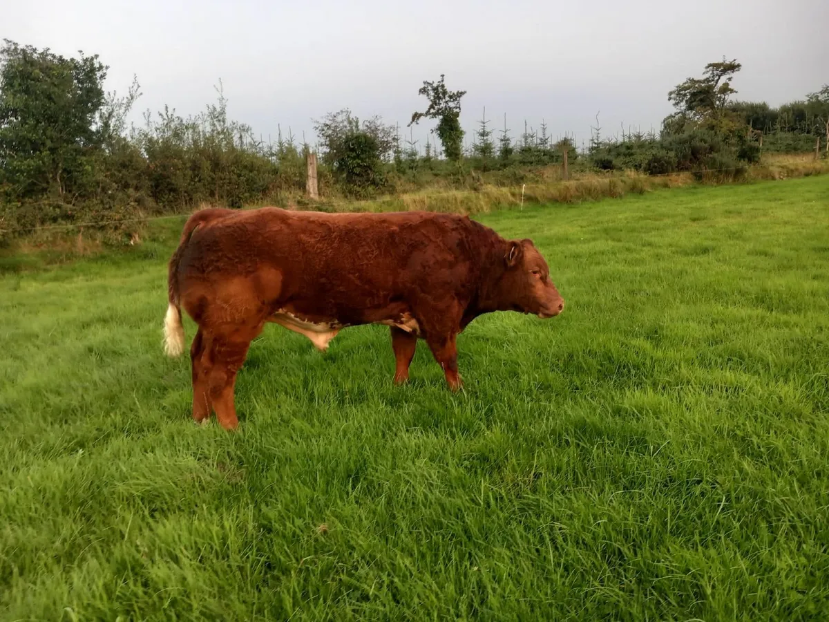 2 Show Bull Calfs at Roscommon Mart Tuesday 9th - Image 3