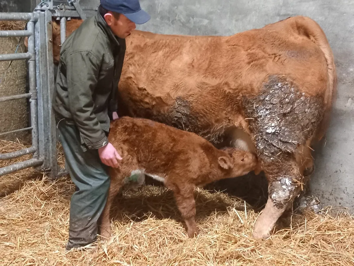 2 Show Bull Calfs at Roscommon Mart Tuesday 9th - Image 4