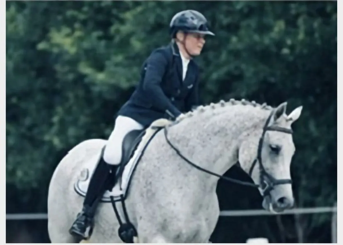 Sport horse - Image 1
