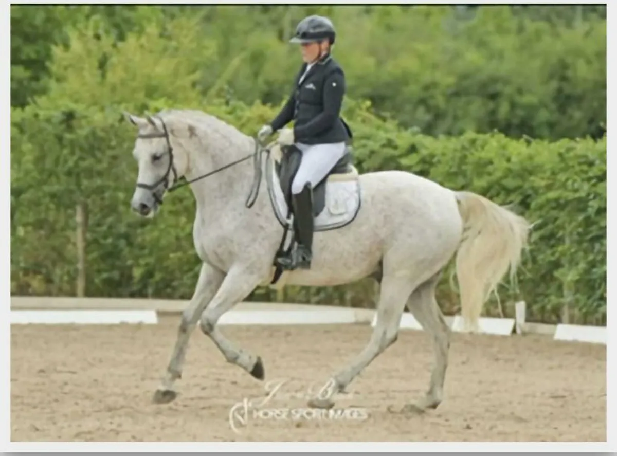 Sport horse - Image 2