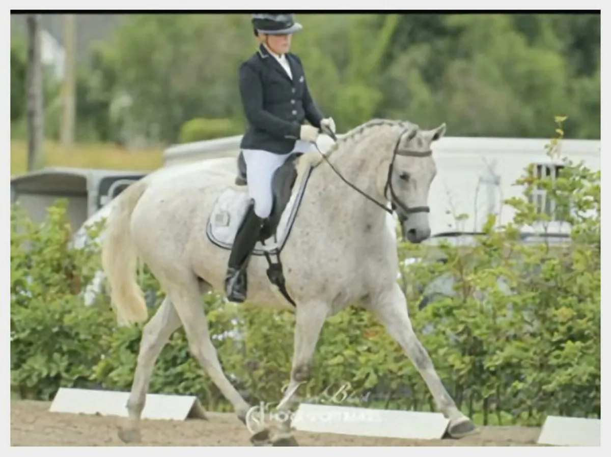 Sport horse - Image 3