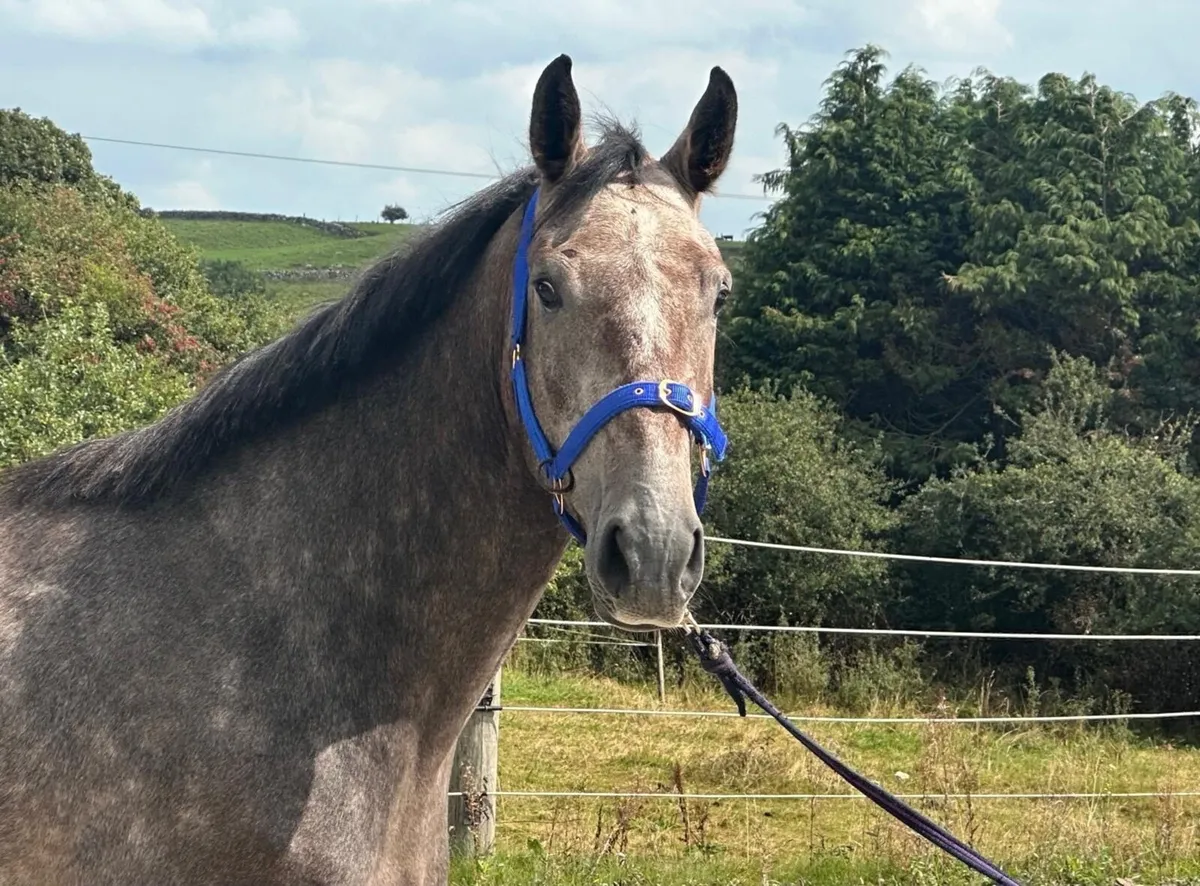 3yr old Gelding by Tyson - Image 1