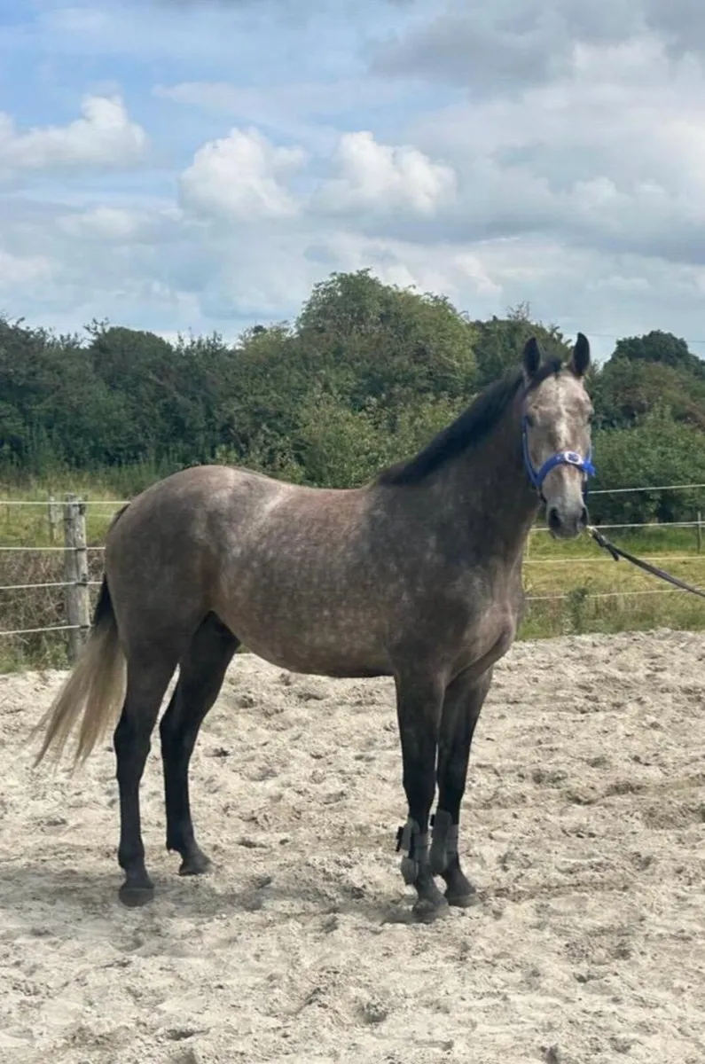 3yr old Gelding by Tyson - Image 3