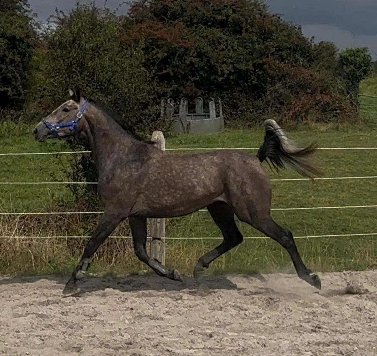 3yr old Gelding by Tyson - Image 4