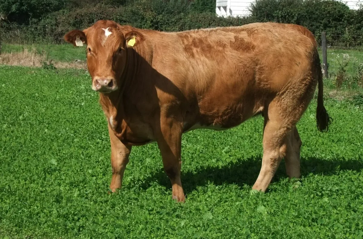 Incalf heifers - Image 2