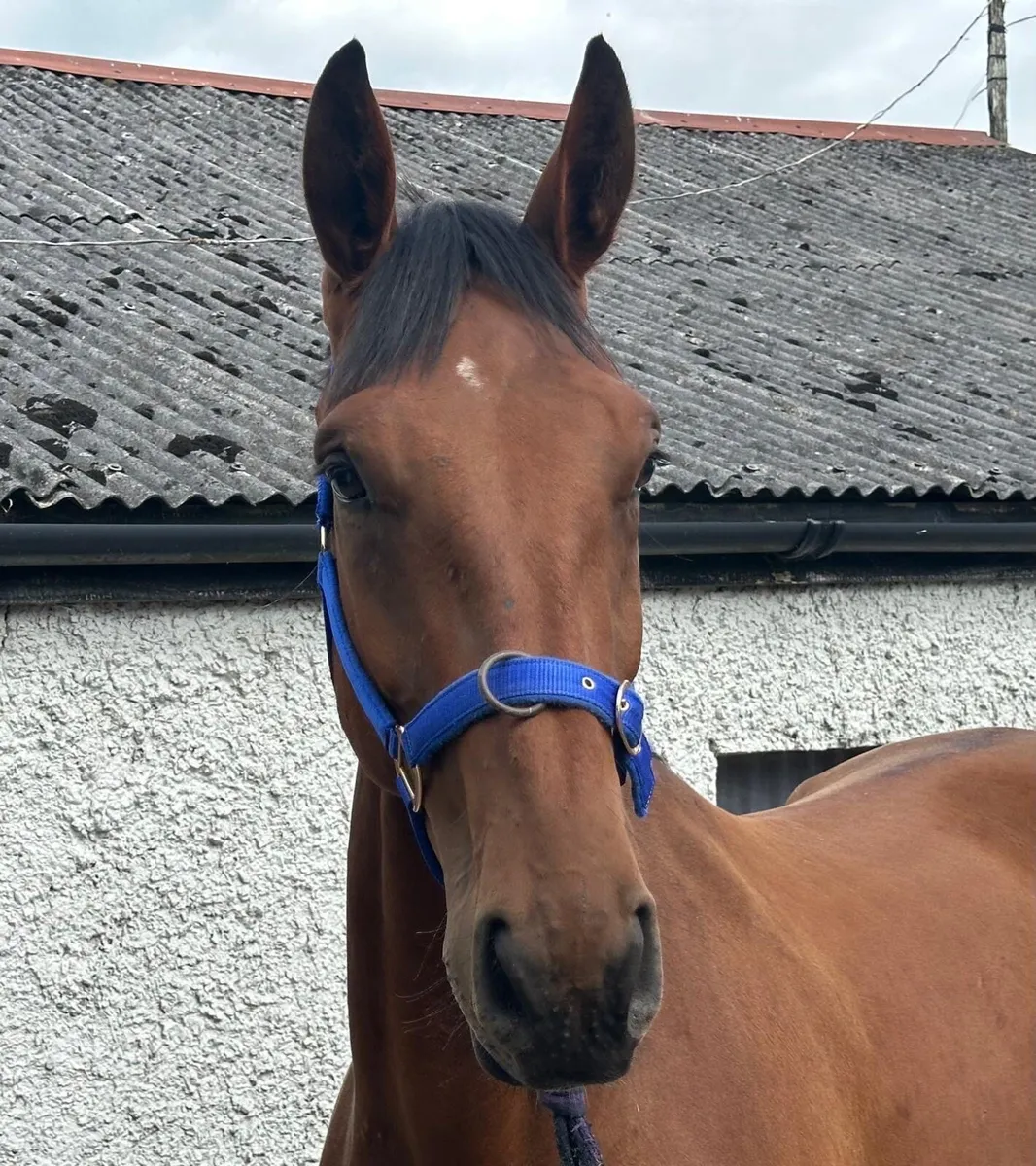 3yr old sports horse - Image 1