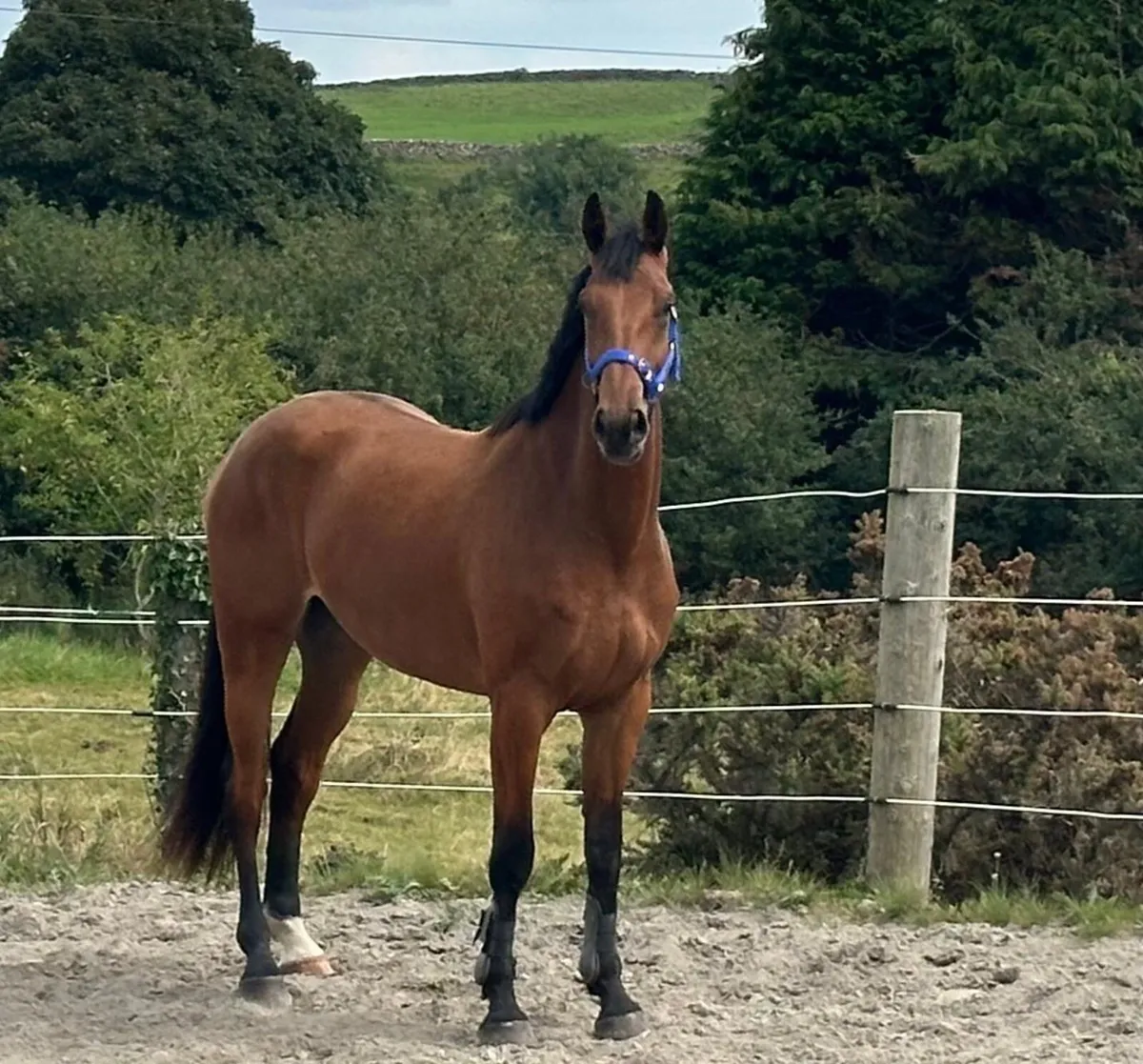 3yr old sports horse - Image 3