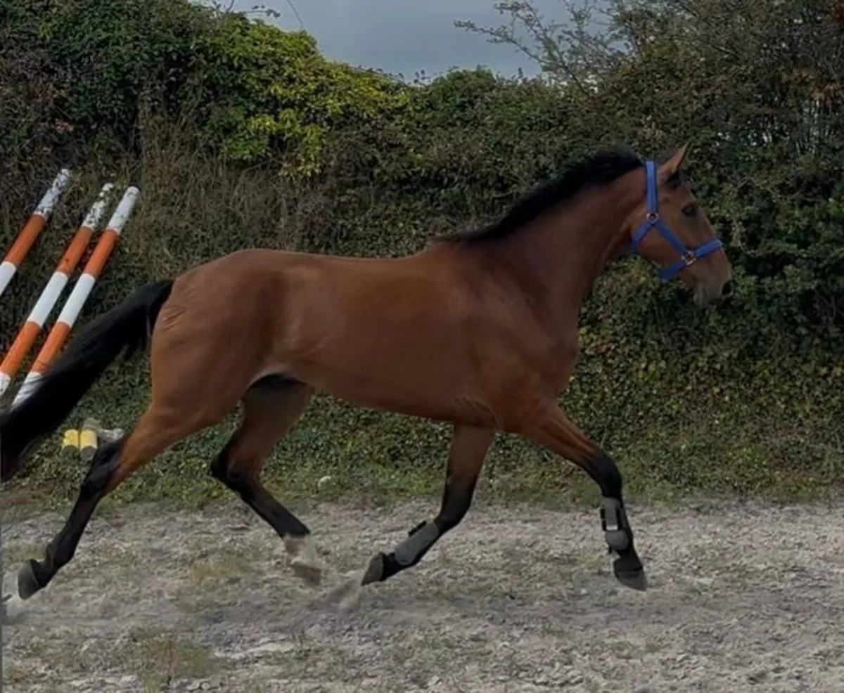 3yr old sports horse - Image 4