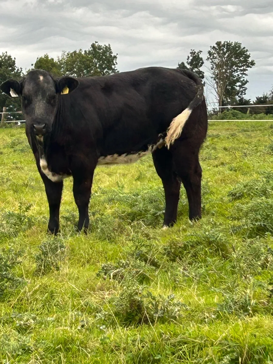 Breeding Heifers - Image 1