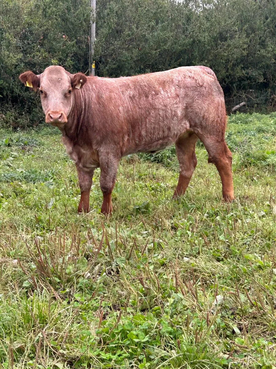 Breeding Heifers - Image 2