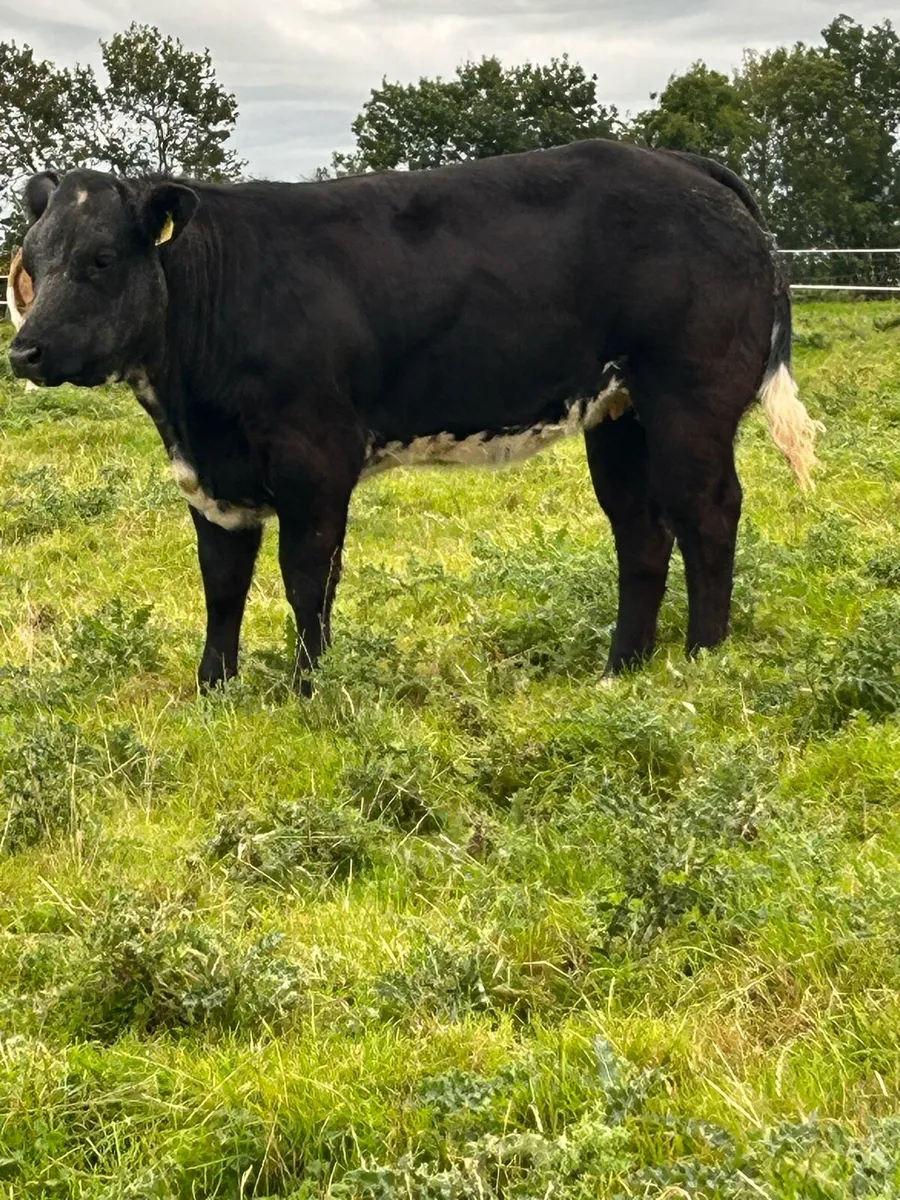 Breeding Heifers - Image 3