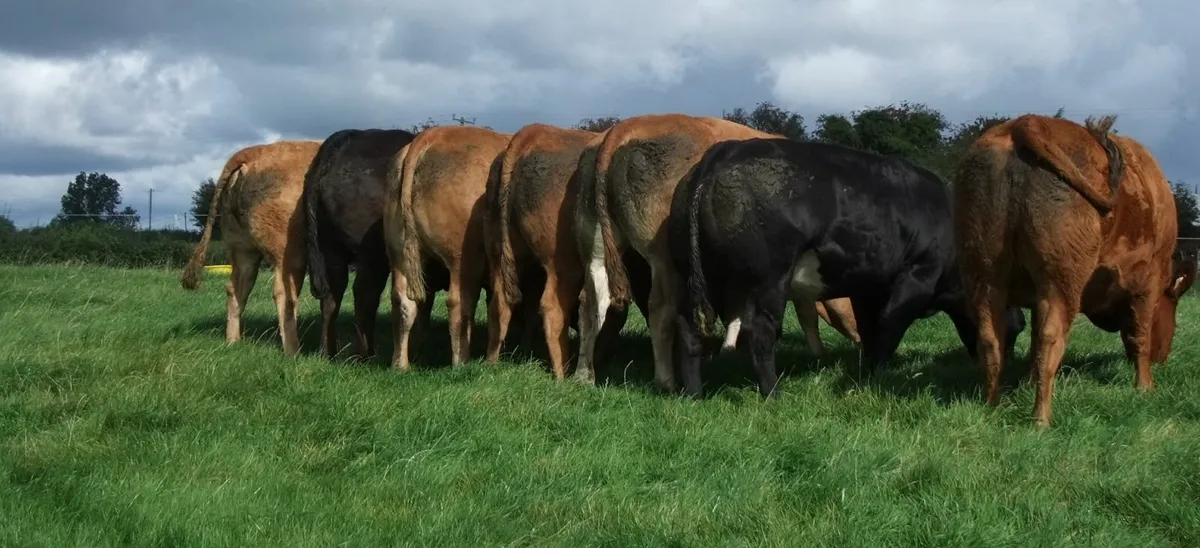 Incalf heifers - Image 3