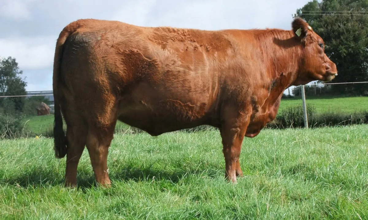 Incalf heifers - Image 4