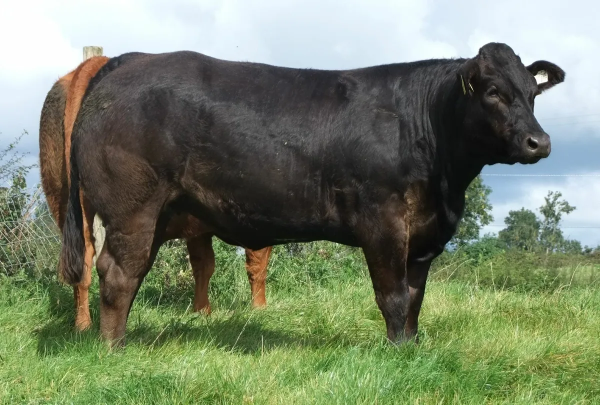 Incalf heifers - Image 1