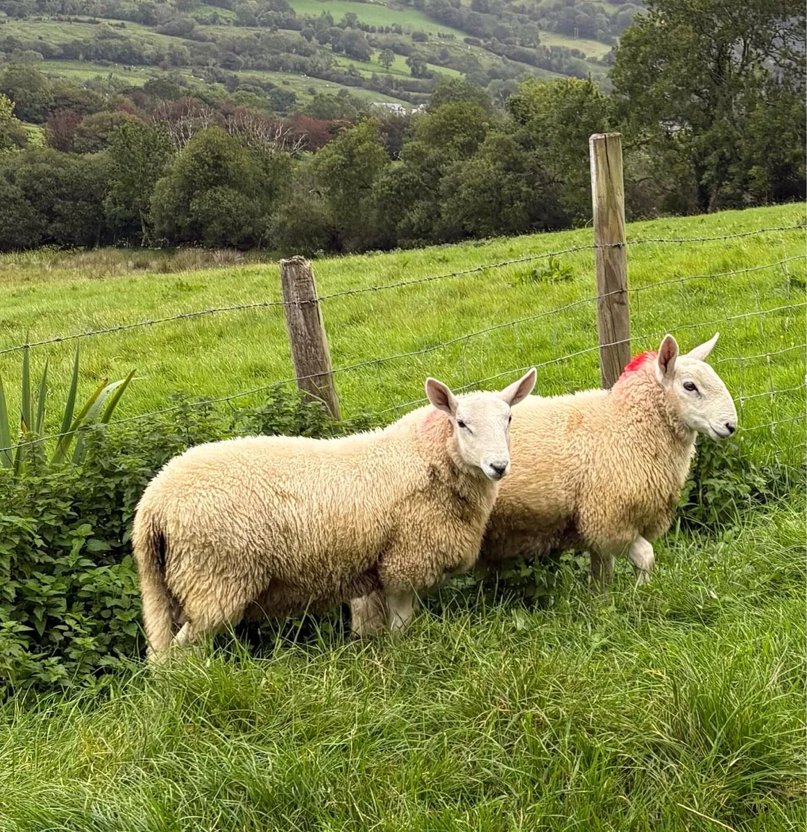 Pure bred Wicklow Cheviot ram lambs - Image 1