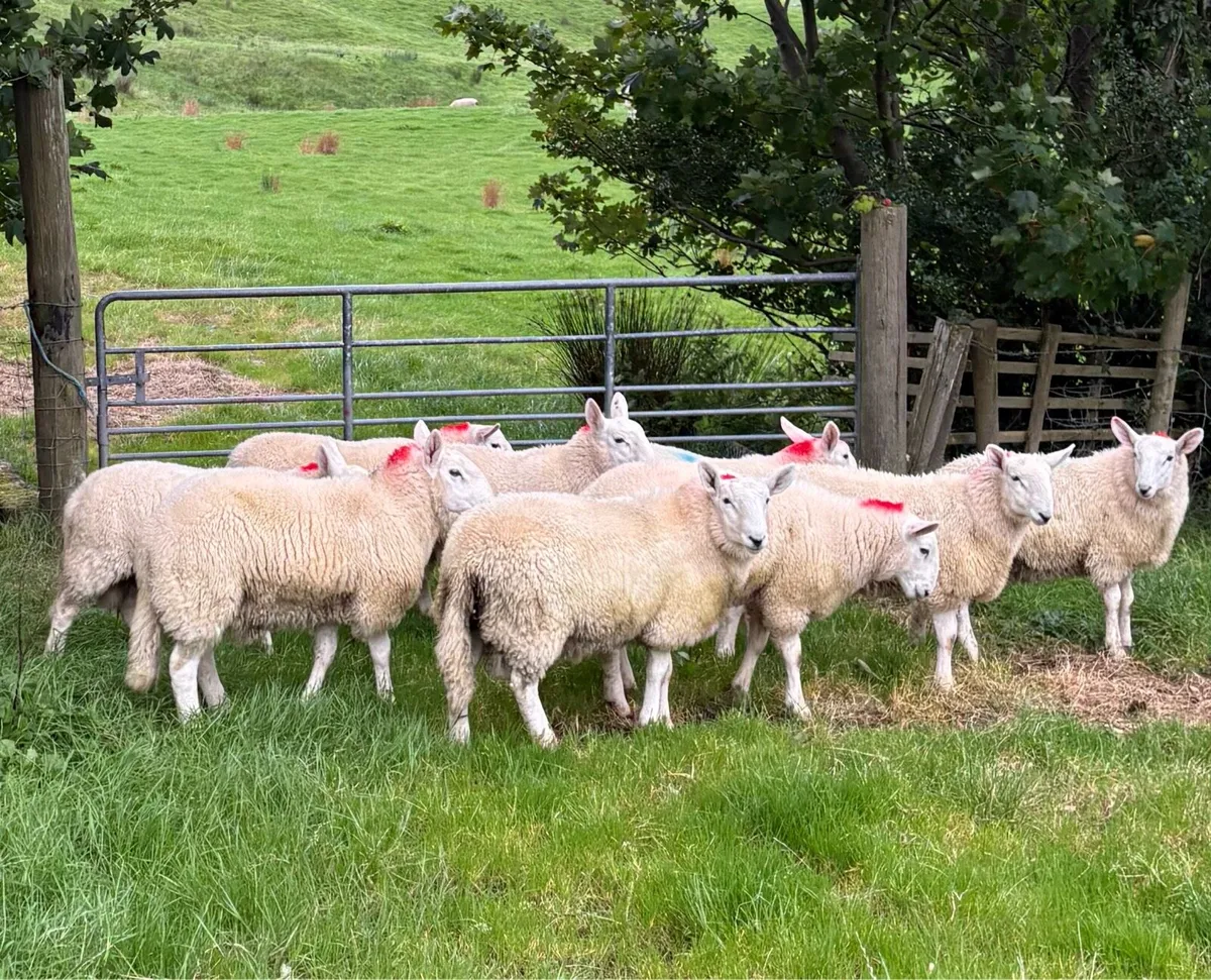 Pure bred Wicklow Cheviot ram lambs - Image 2