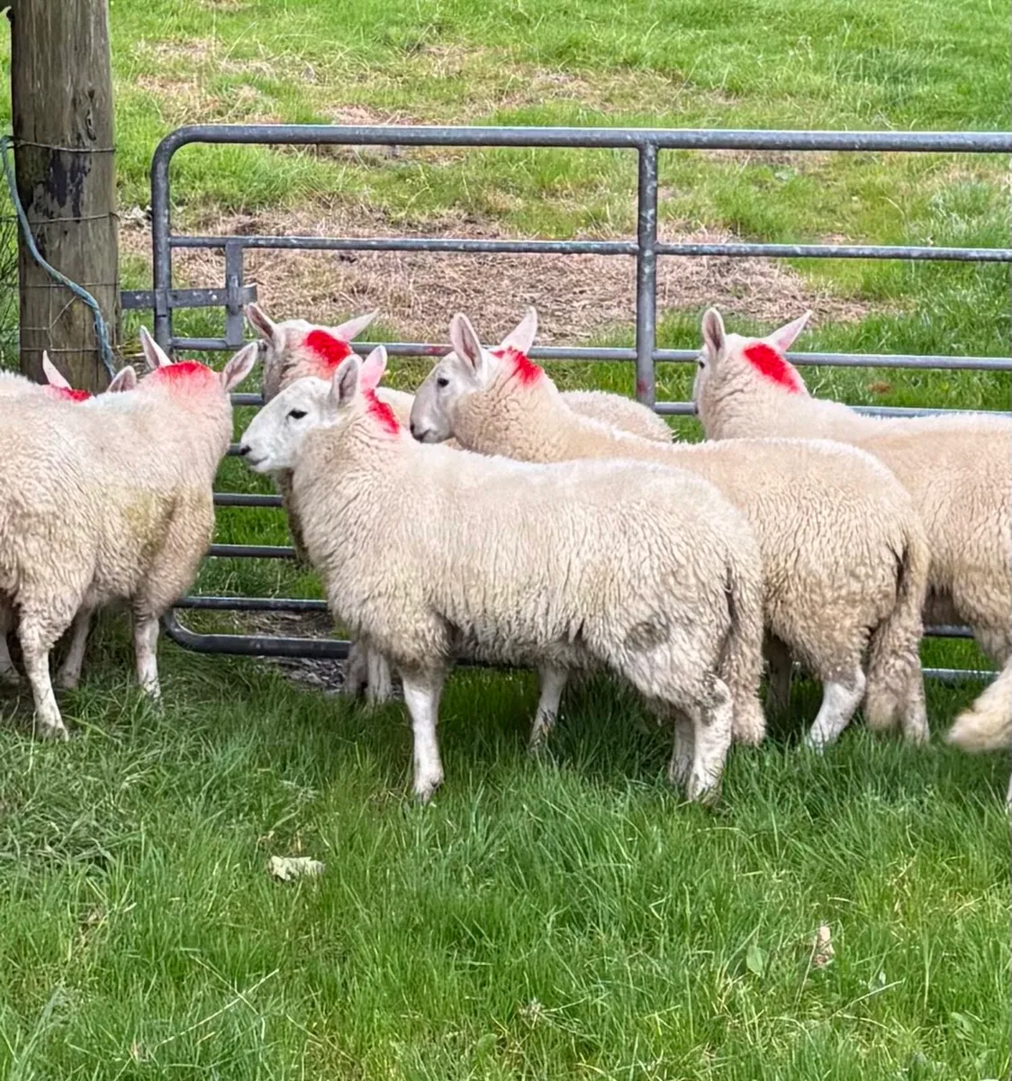 Pure bred Wicklow Cheviot ram lambs - Image 3