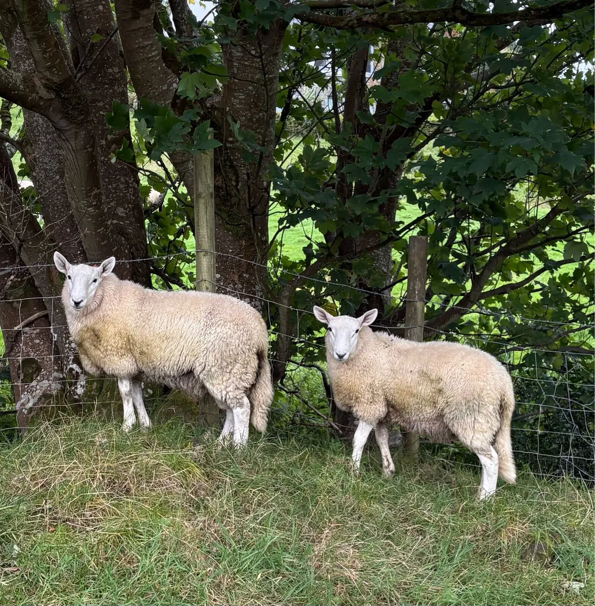 Pure bred Wicklow Cheviot ram lambs - Image 4