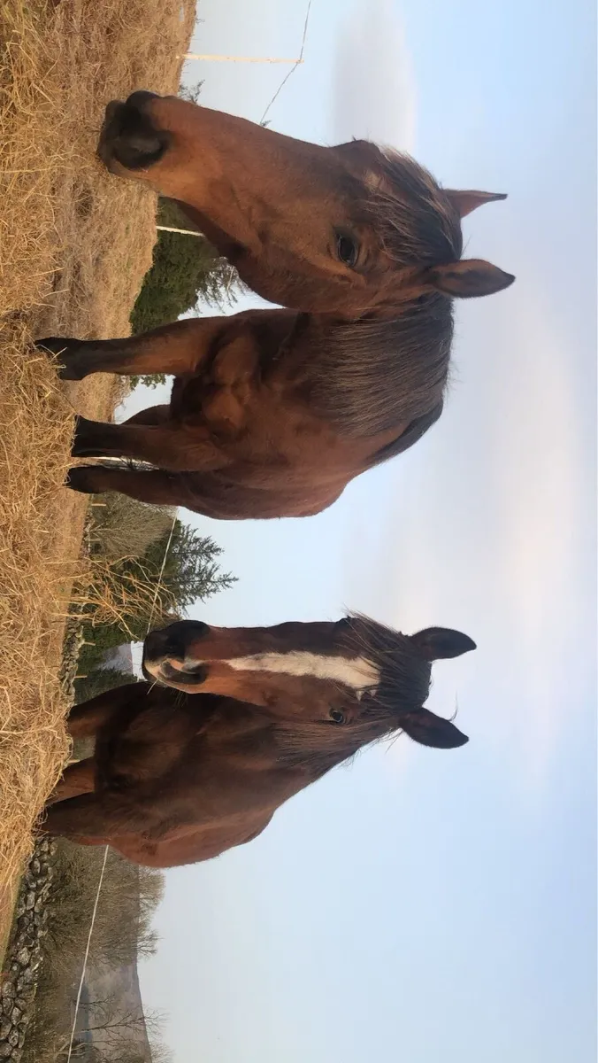 Horse - Image 1