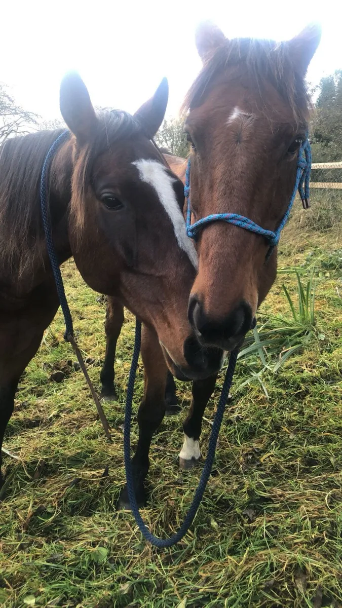 Horse - Image 2