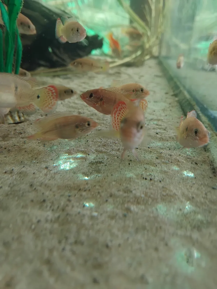 Fish - Image 1