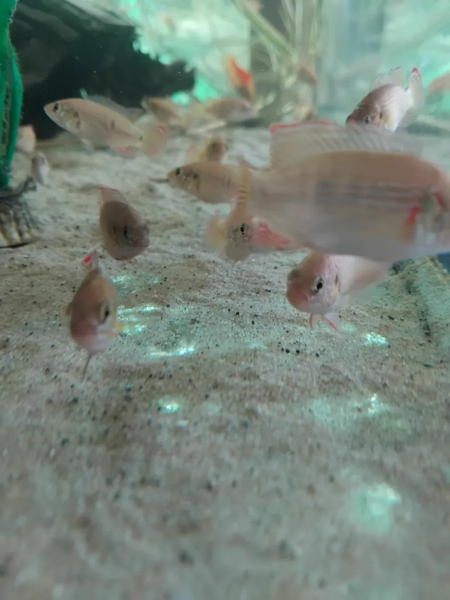Fish - Image 2